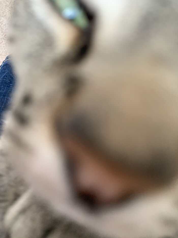 I Tried To Get A Photo Of My Derpy Cat But She Sniffed The Camera Xd