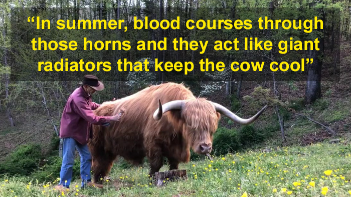 THINGS YOU DIDN'T KNOW ABOUT HIGHLAND COWS - Heartbox