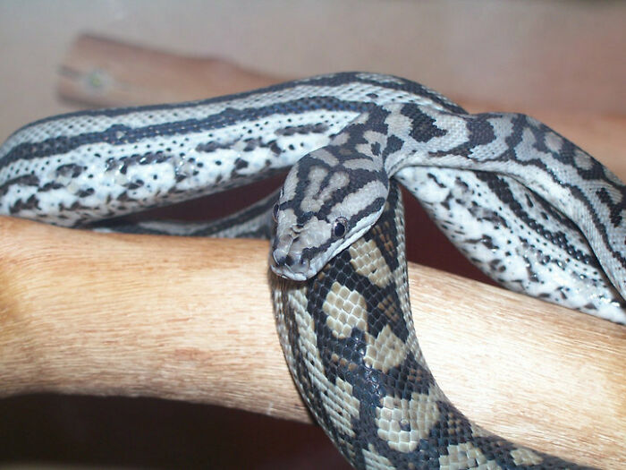 This Was Our Murray Darling Python “Snakey” She Sadly Passed Away Over A Year Ago