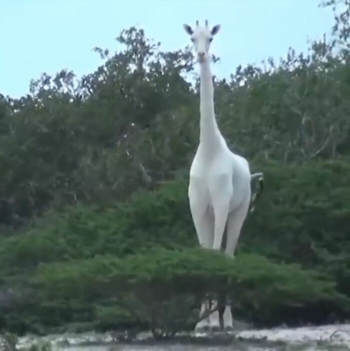 Rare White Giraffes Sighted In Kenya Conservation Area