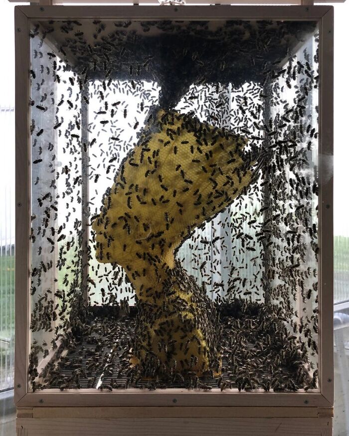 60,000 Bees Helped Create This Honeycomb Nefertiti Statue