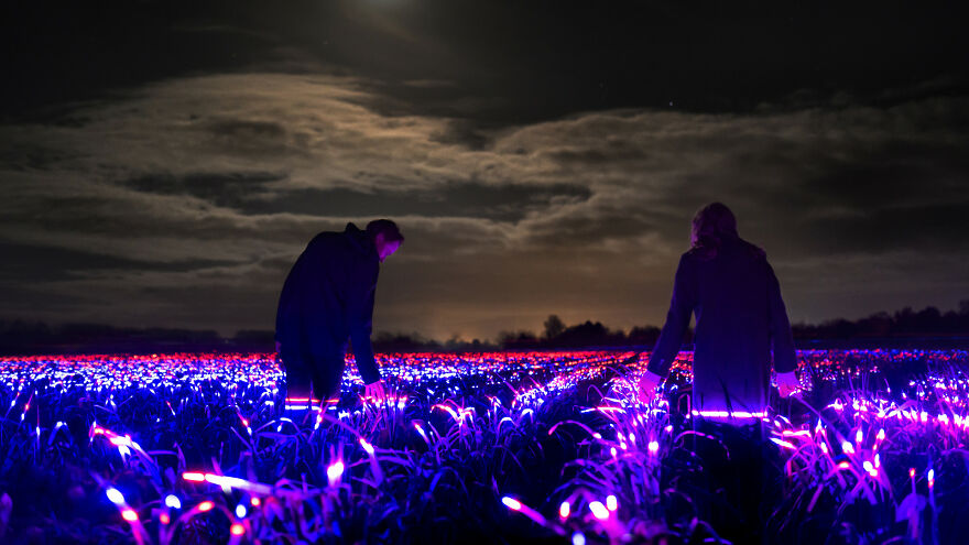 20,000m2 Artwork Grow By Daan Roosegaarde Highlights The Beauty Of Agriculture.