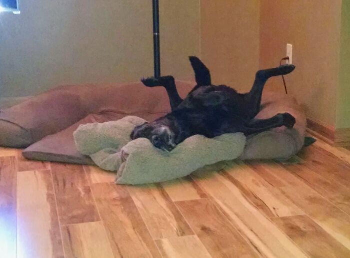 This Is A Black Lab. He Has All 4 Legs But One Of The 4 Appendages Sticking Up Is His Tail. Standard Sleeping Position.