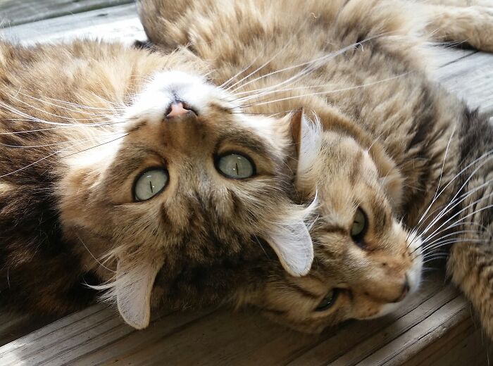 This Is Toby And Toby Toby. Toby Toby Is Blind, And Toby Is His Eyes. They Walk Touching, Side By Side, As If One Double-Cat. They Are Inseparable So It Never Worked To Call Them Each A Different Name.