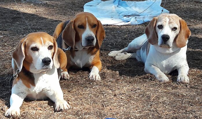 Our Three Beagles Taken A Couple Of Years Ago. Sophie, Rafa And Benni. Rafa Passed Away In October And We Miss Him So Much.