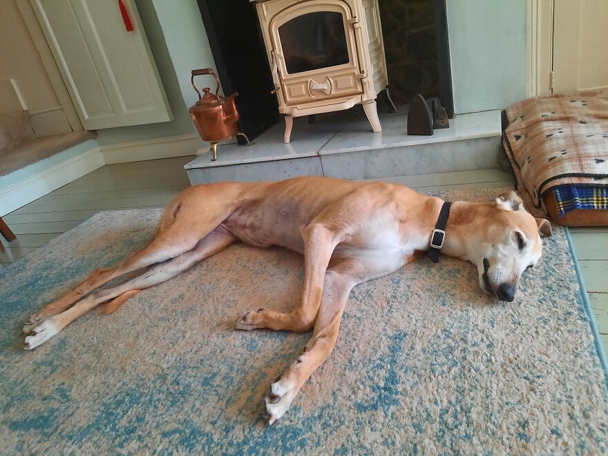 Adopted 8 Yr Old Retired Racing Greyhound.. Now Having A Well Earned Rest!