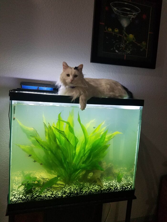 Oreo Saying High To The Fishies - Yes The Tank Is Cleaner Now