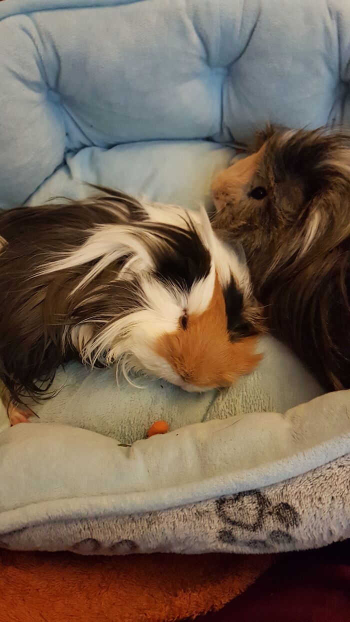 My Two Piggie Brothers Patches And Chewy!