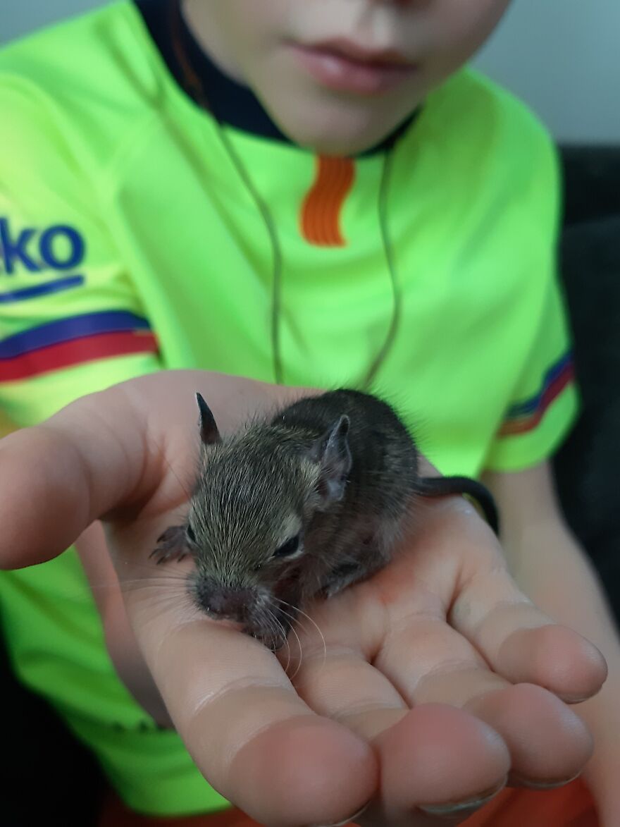 Rescued This Orphaned Degu, The Only One Of 6 Pups To Survive. She Was Only 14 Grams When We Got Her And Is Now Almost Fully Grown And Doing Great!
