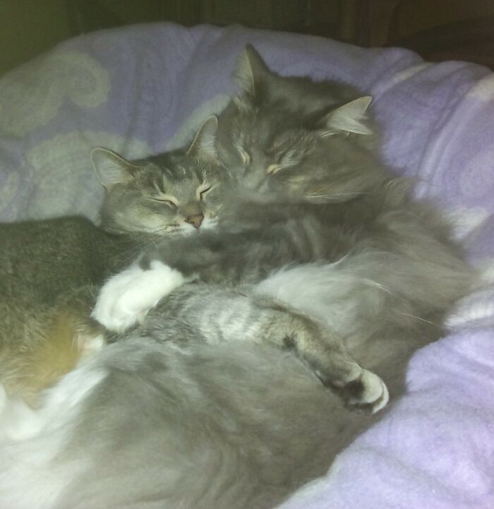 Another One Of My Lucy & Toby... He's A Fluffy Rag-Doll & She Loves A Snuggle In The Winter!