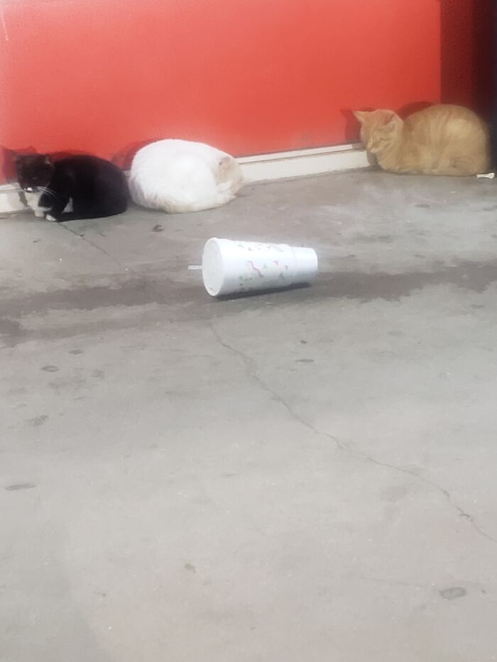 Not My Cats, They Just Congregate Outside My Local Convenience Store