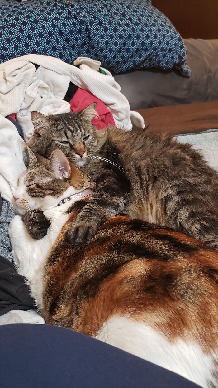 They Love 2 Things; Warm Laundry And Each Other.