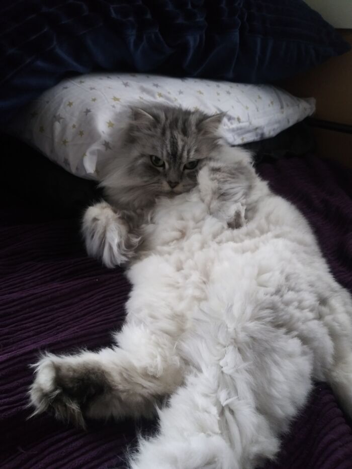 This Is Peanut She's Half Persian Hale Main Cook She Thinks She's The Boss Of The House. This Is The Look She Gives Me When I Tell Her Mommy Needs To Fix The Bed