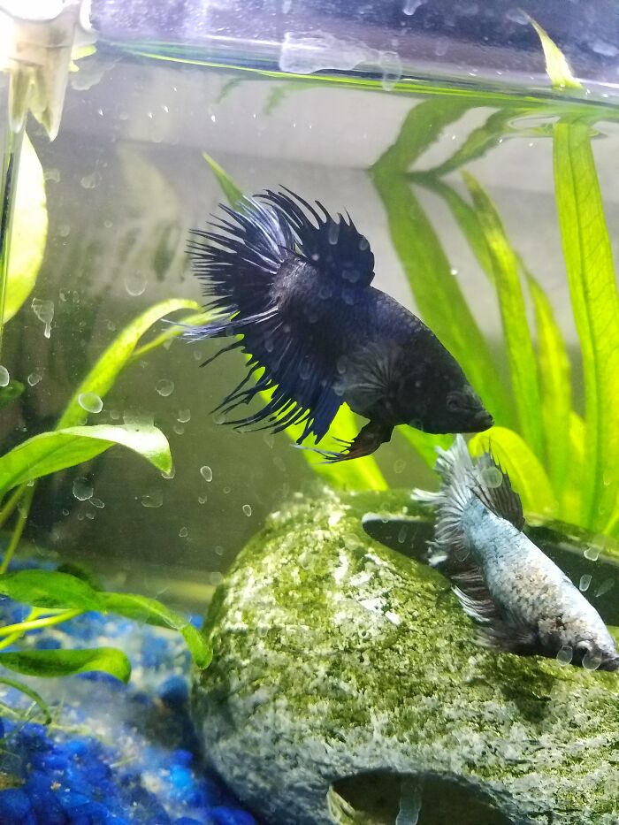 Two Of My Fishes - My Female Bettas (Yes, They Are Bigger Than Most Males)