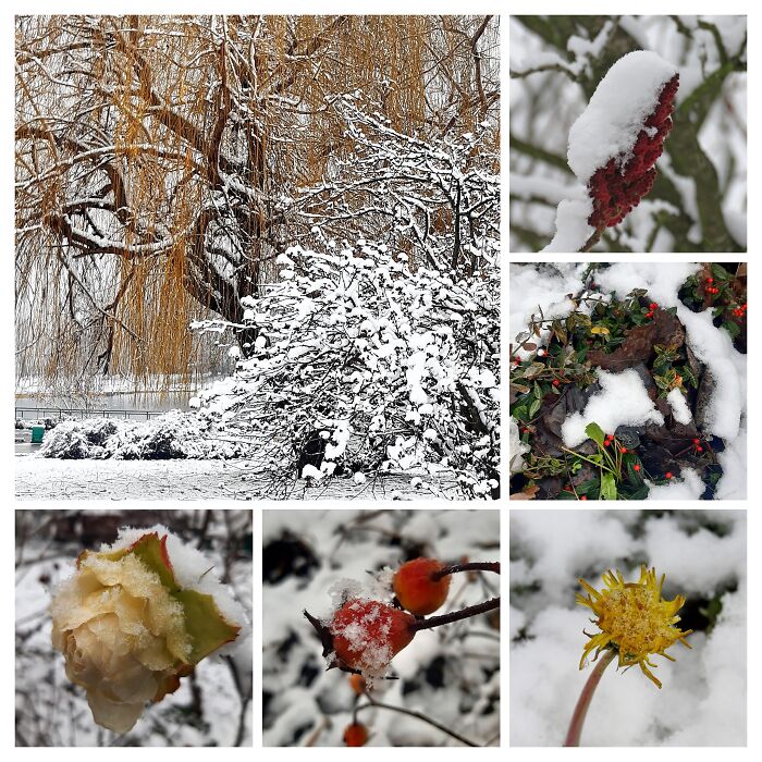 The First Snow In Belgrade In 2021, And My First Collage😊