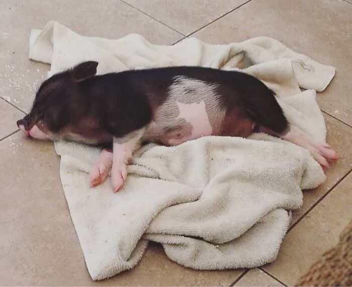 My Blissed Out Ella Pig. That Little Piglet Belly Is So Soft.