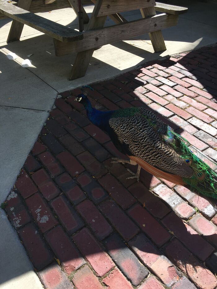 This One Of A Peacock