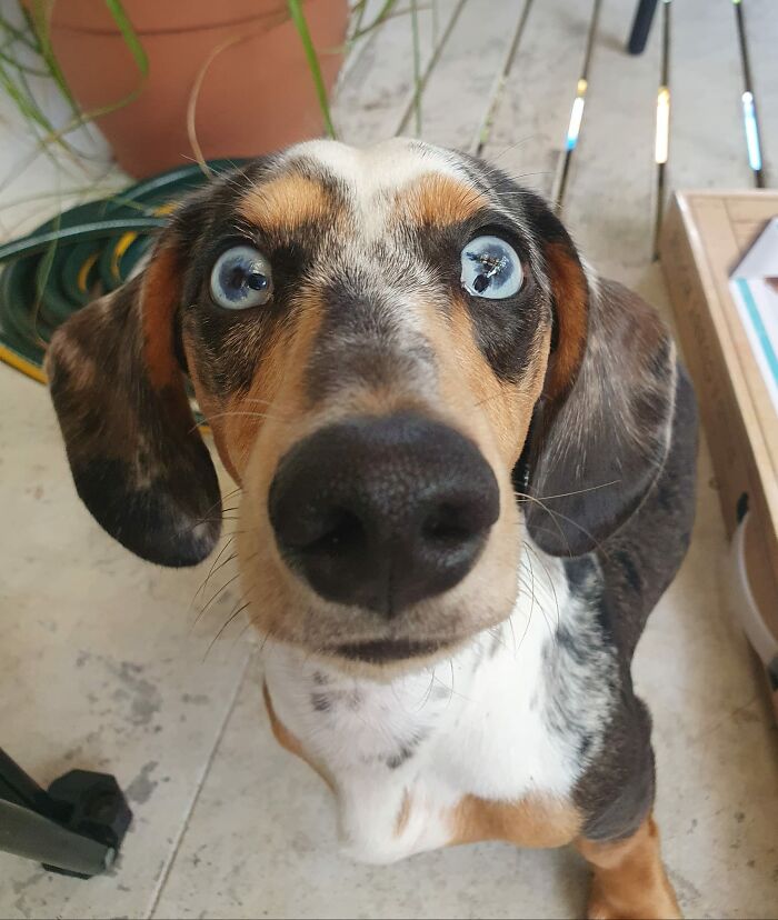 Dogs-Pretty-Eyes-Challenge-Facebook