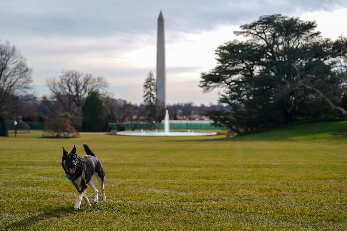 Los perros de Biden se han mudado a la Casa Blanca y las imágenes son sencillamente preciosas (11 imágenes)