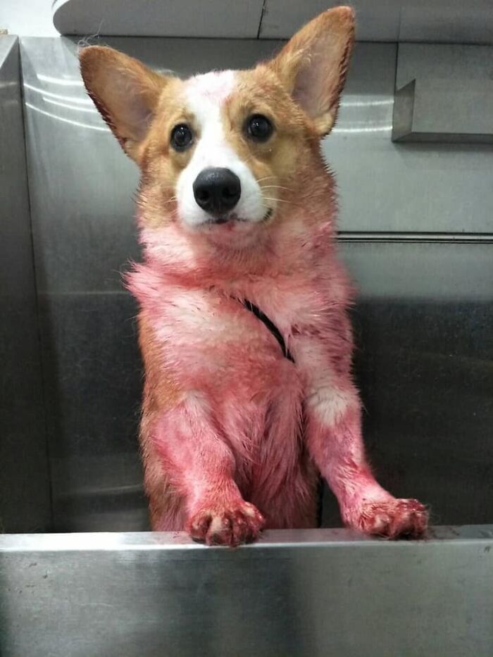 Corgi Gives His Owners And The Entire Internet A Mini Heart Attack After He Rolls Around In Red Syrup And Rests In The Mess