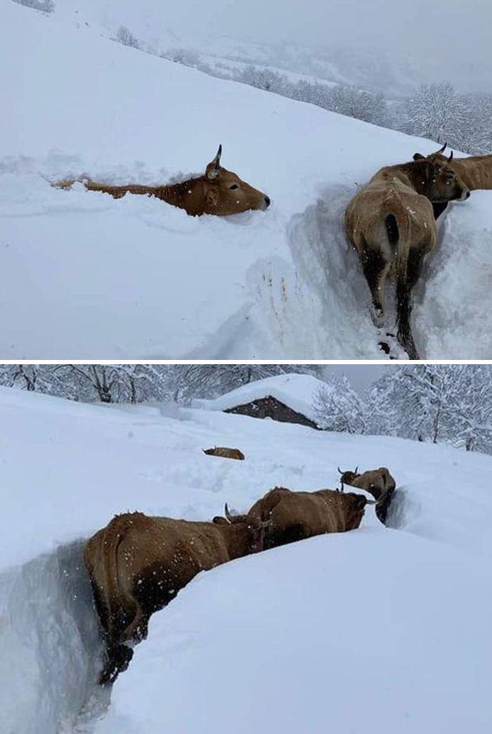 Cows Making Their Way Through The Very Deep Snow Cover On The Slopes Of Montes De León In Northwestern Spain Yesterday, Jan 9th. Do You Think They Like The Snow Or Do They Just Want To Get To The Stables Asap?