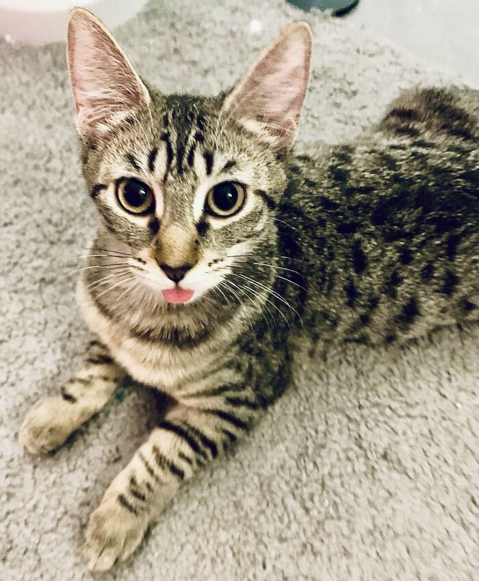 Harley Likes To Add A Pop Of Color To Here Photos With A Blep!