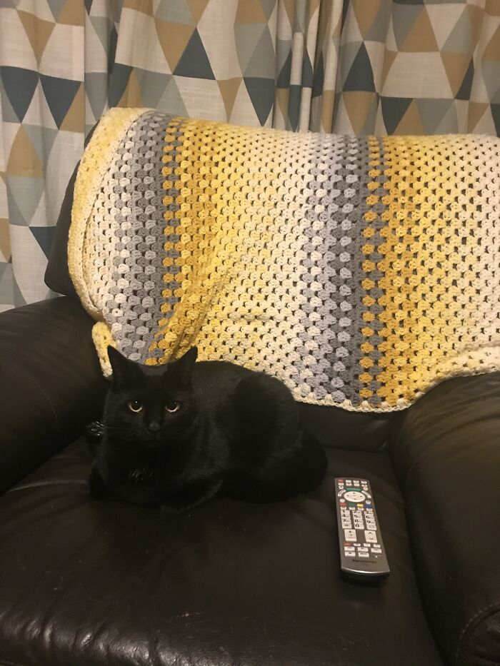 Made A Blanket. Cat Was Not Impressed