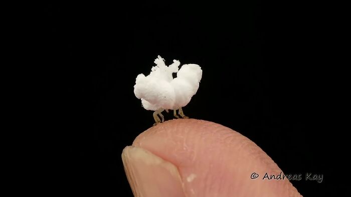 Photographer Happens Across A Bug That Looks Like A Piece Of Popcorn With Tiny Legs
