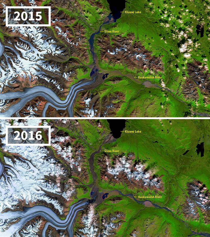Kaskawulsh Glacier Meltwater Alters Downstream Ecosystems
