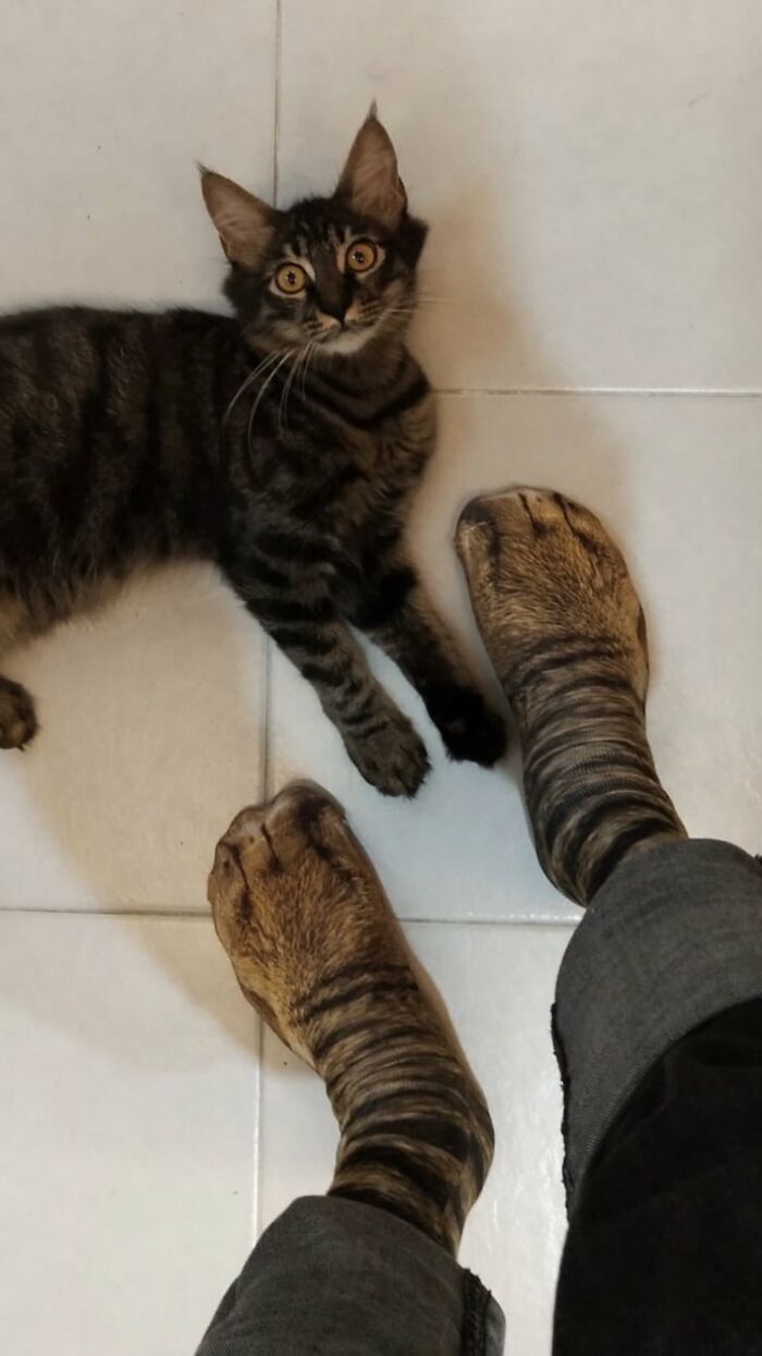 Un padre compra unos calcetines que parecen patas de gato y su hija comparte la divertida reacción del gato que se vuelve viral