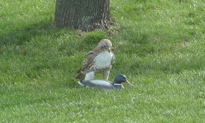 Hawk Is Completely Confused As To Why This “Duck” Isn’t Responding To Its Threats