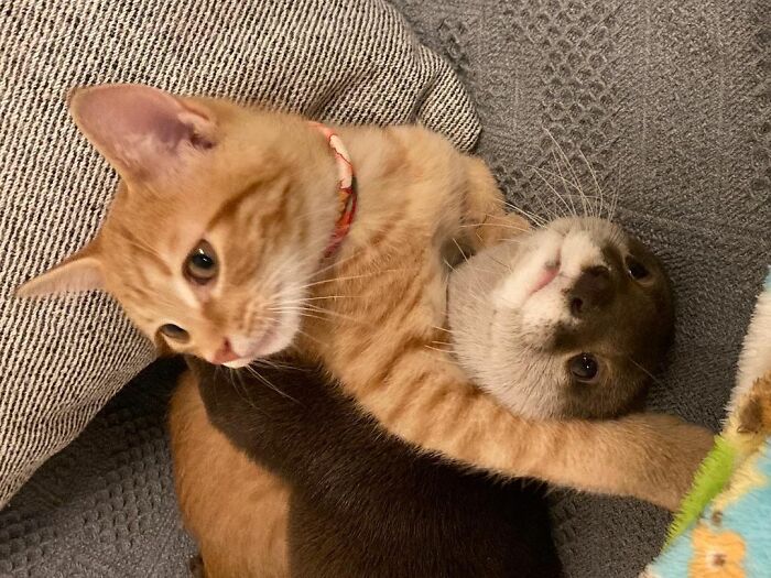 Pet Otter Cuddles Up To A Kitten As They Go To Sleep And 8M People On YouTube Are Captivated