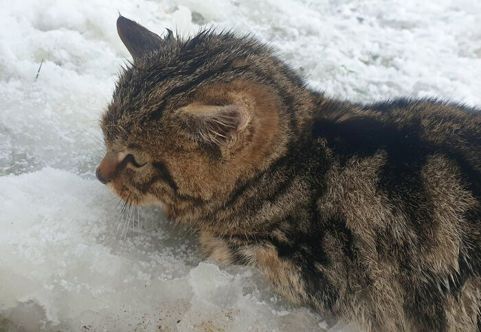 2 Friends Find A Cat Buried In The Snow, Only To Discover It Was One Of The Most Endangered Mammals In Europe