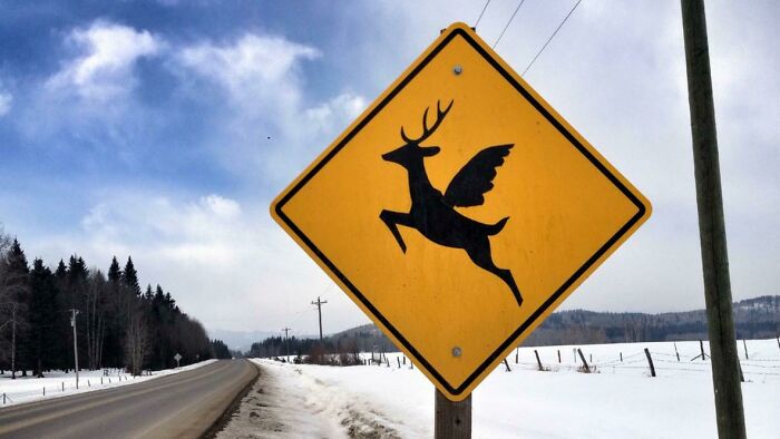 Deers Now Have Wings