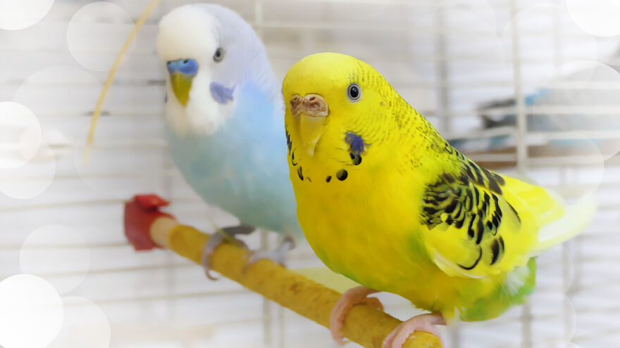 Budgie Youtube Channel Where You Can Learn About Keeping These Gentle Birds Healthy Budgie Youtube Channel Where You Can Learn About Keeping These Gentle Birds Healthy
