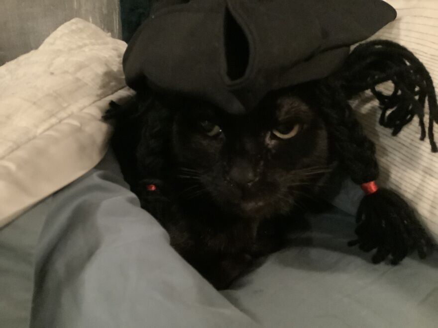 I Put Hats On My Cat And Now It Is The Most Cutest Thing Ever.