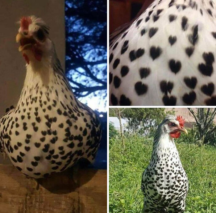Este pollo único con manchas con forma de corazón en las plumas