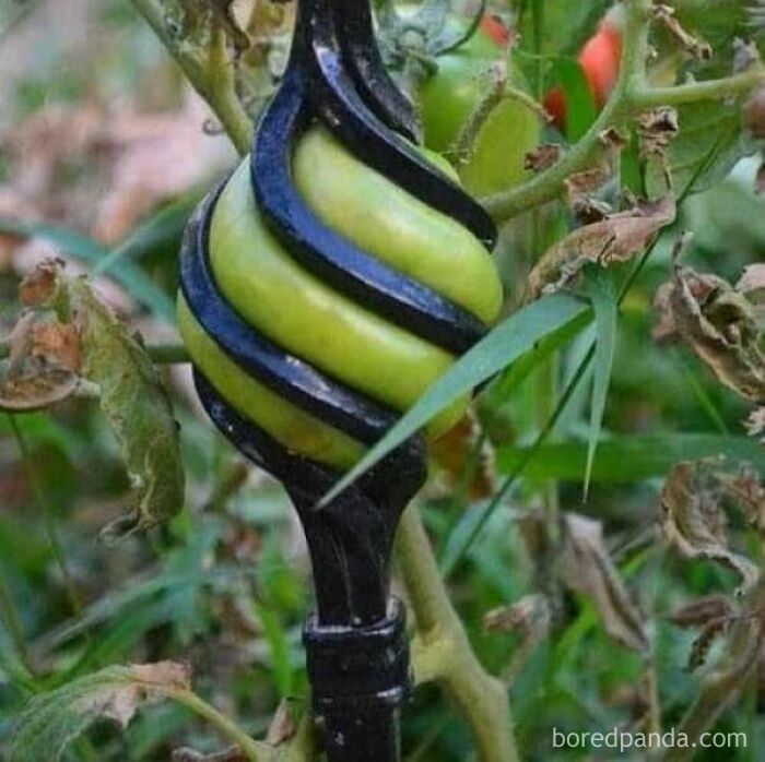 This Is A Tomato That Accidently Grew Inside Of The Fence