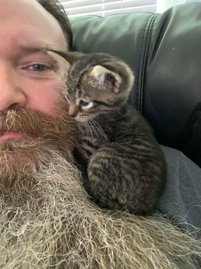 I See Your Shoulder Cat And Raise You A Beard Kitten