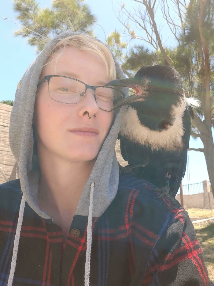 Shoulder Animals Seem To Be Pretty Popular Nowadays. So Here's A Shoulder Crow!