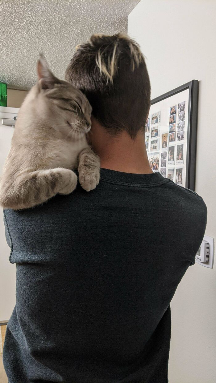 He Always Climbs For A Hug After His Naps. Closest I Can Get To A Shoulder Cat