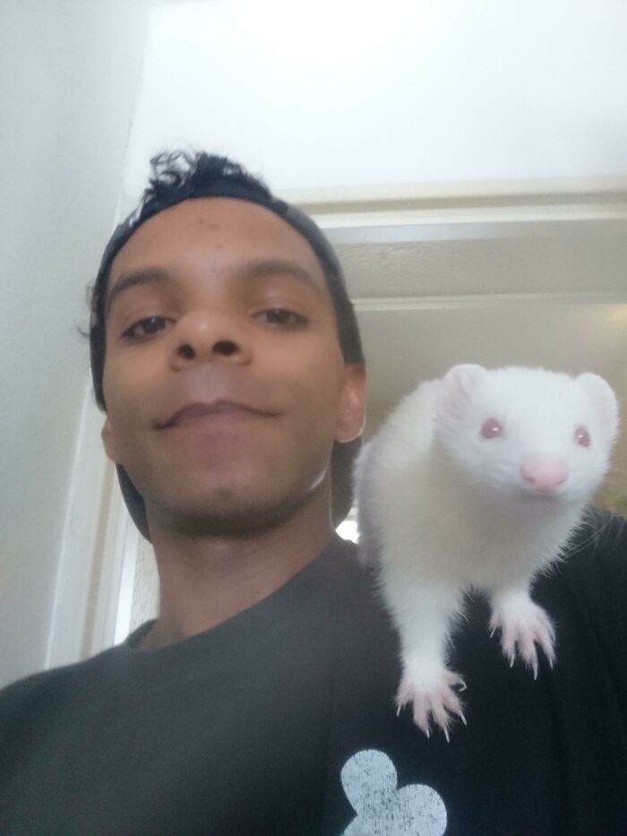 I See Your Baby Possums, Duck & Cats On Shoulders And Raise You An Albino Ferret
