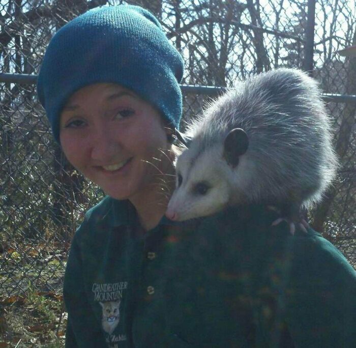 Am I Too Late? Fern, The Sweetest Opossum!