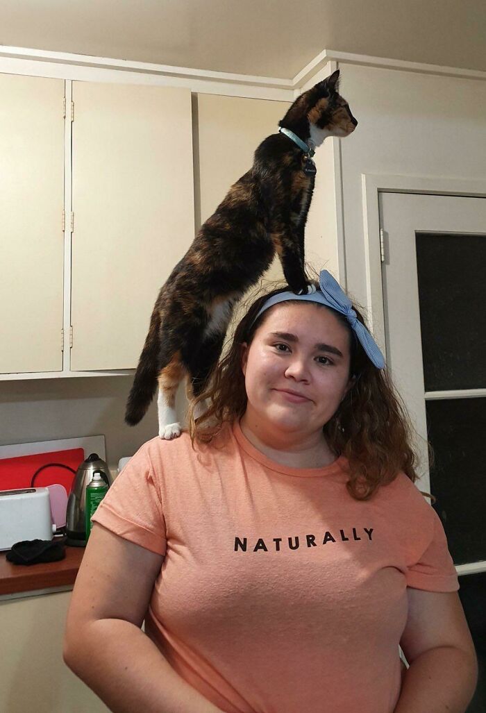 Head And Shoulder Cat
