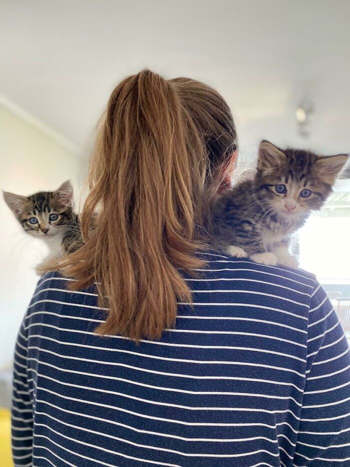 Since We’re Doing Shoulder Cats, I Raise You My Double Shoulder Kittens