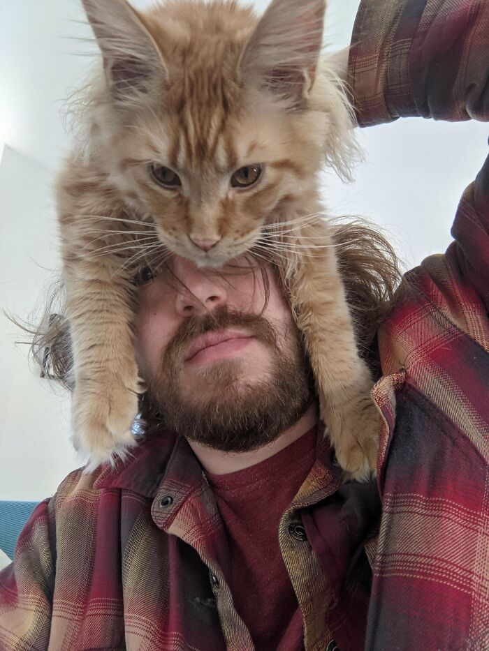 What About A Maine Coon Hat?