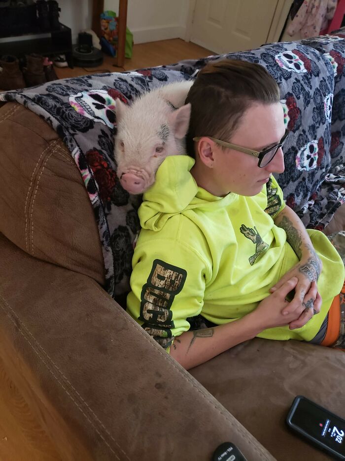 Shoulder Pig Anyone? (This Is What He Does When I Won't Let Him In My Lap)