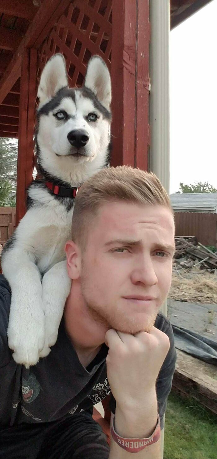 Shoulder Dog That Acts Like A Cat, So It Counts