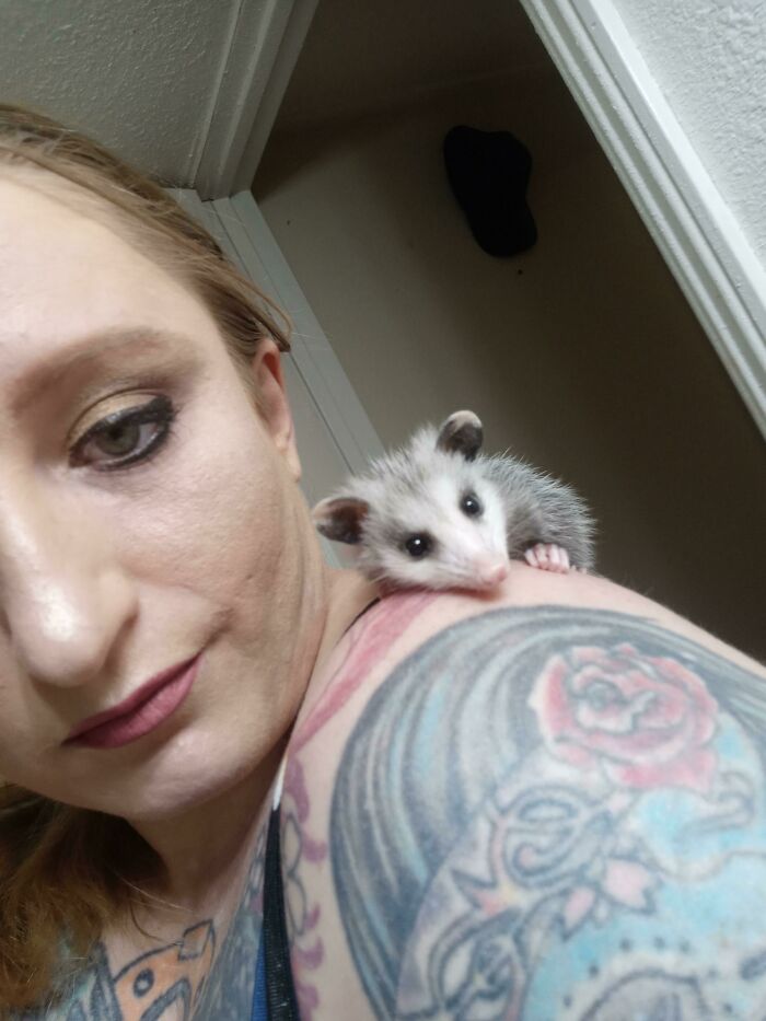 I See Your Shoulder Animals, And I Raise You With This Sweet Baby Opossum