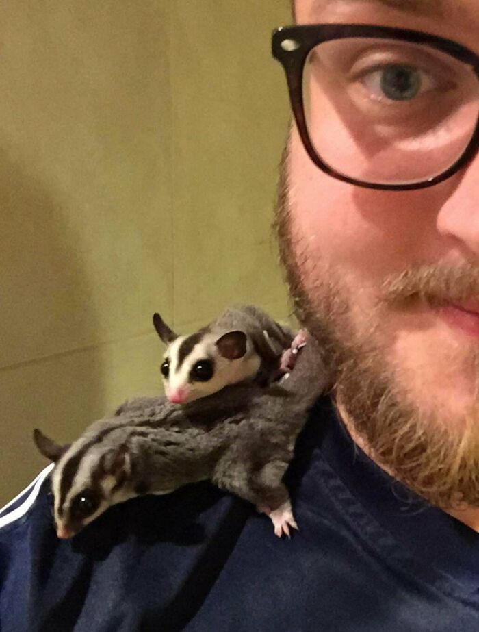 How About Shoulder Sugar Gliders?